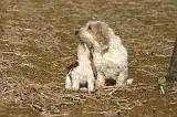 PTIT BASSET GRIFFON V.  035